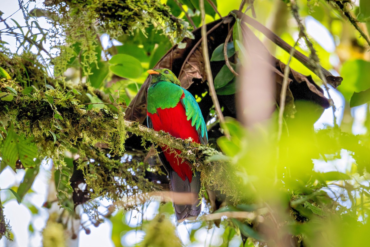 Golden-headed Quetzal - ML643736014