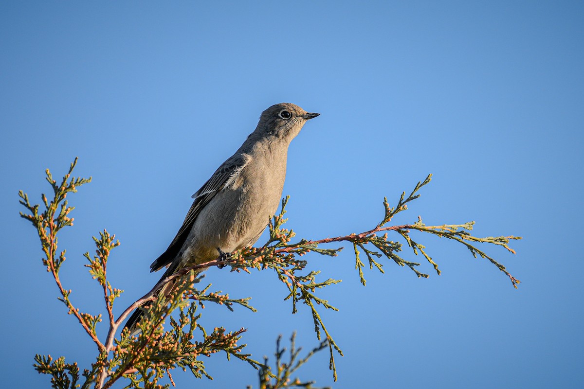 Townsend's Solitaire - ML643736034