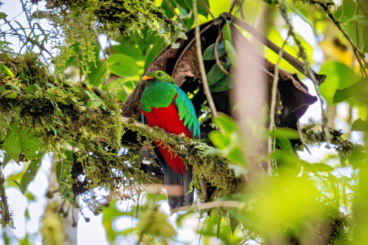 Golden-headed Quetzal - ML643736037