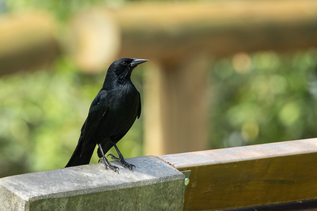 Austral Blackbird - ML643736051