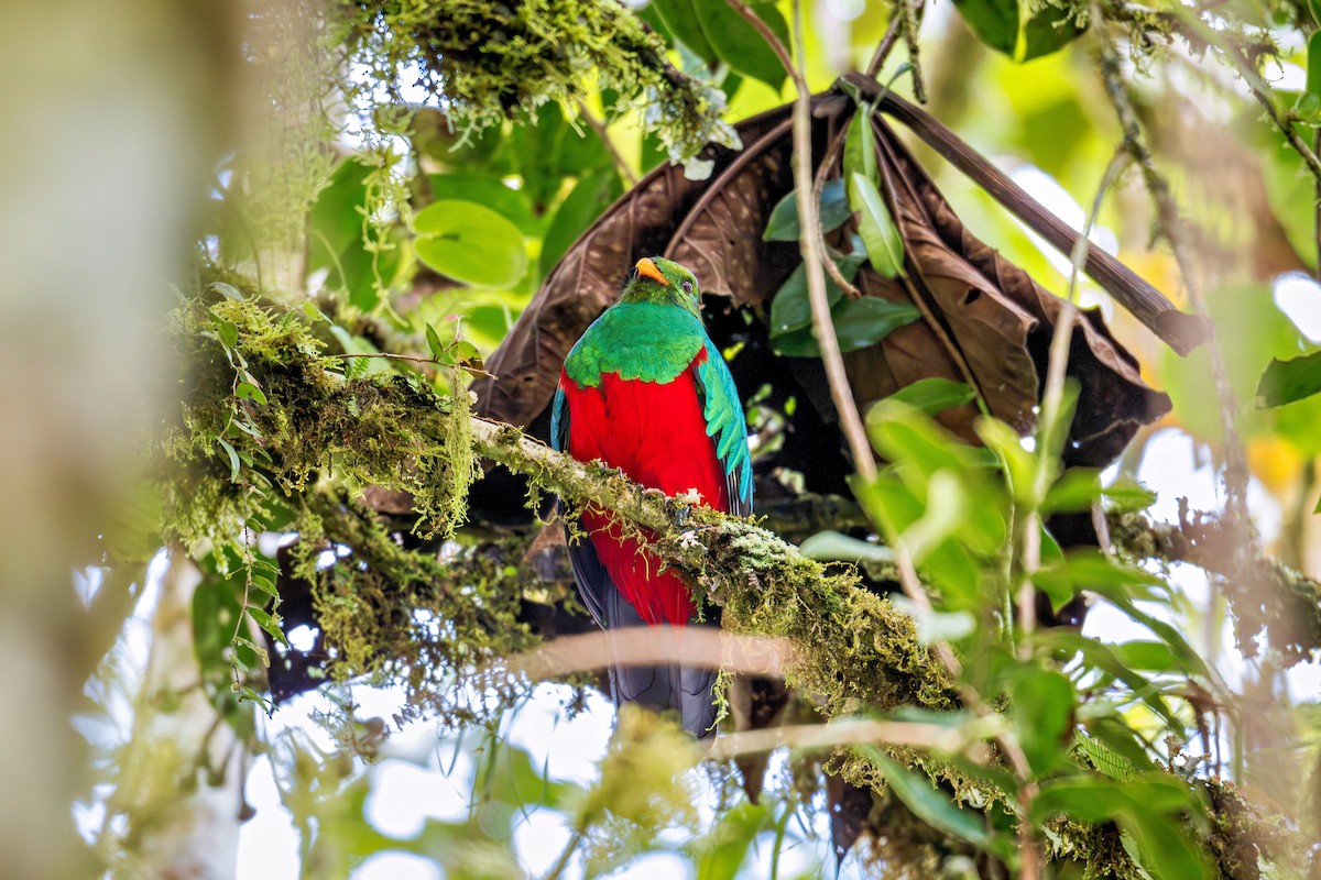 Golden-headed Quetzal - ML643736053