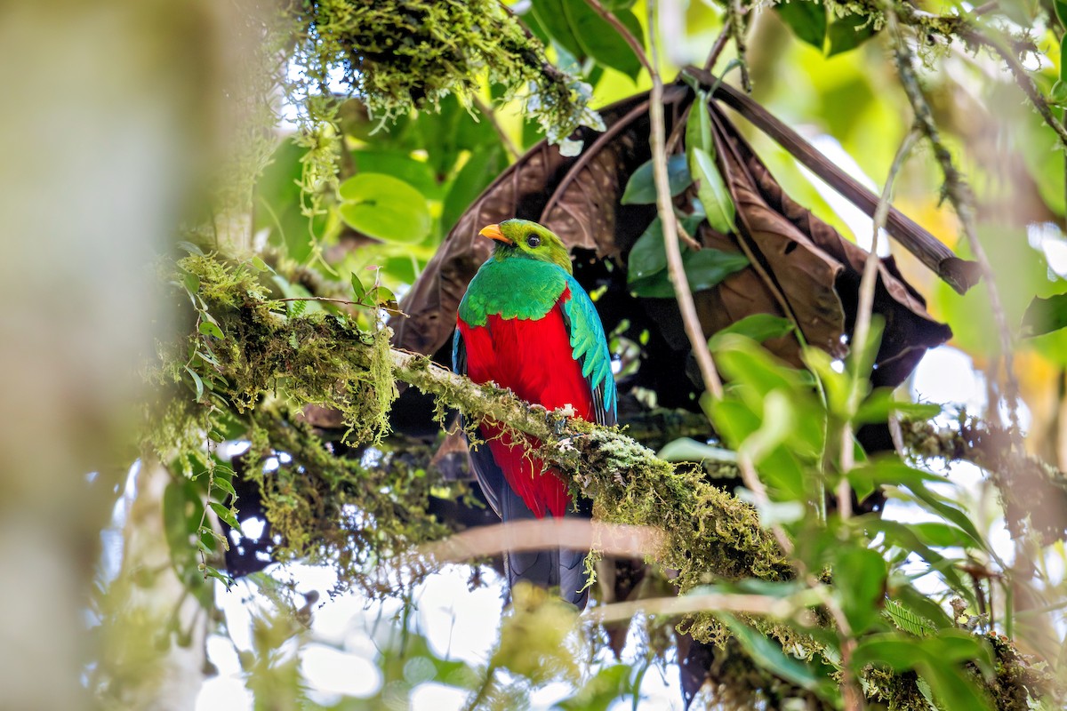 Golden-headed Quetzal - ML643736058