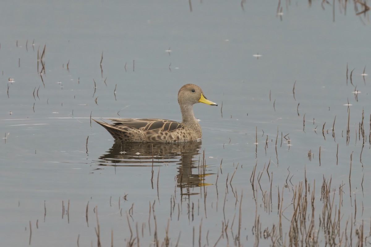 Yellow-billed Pintail - ML643736059