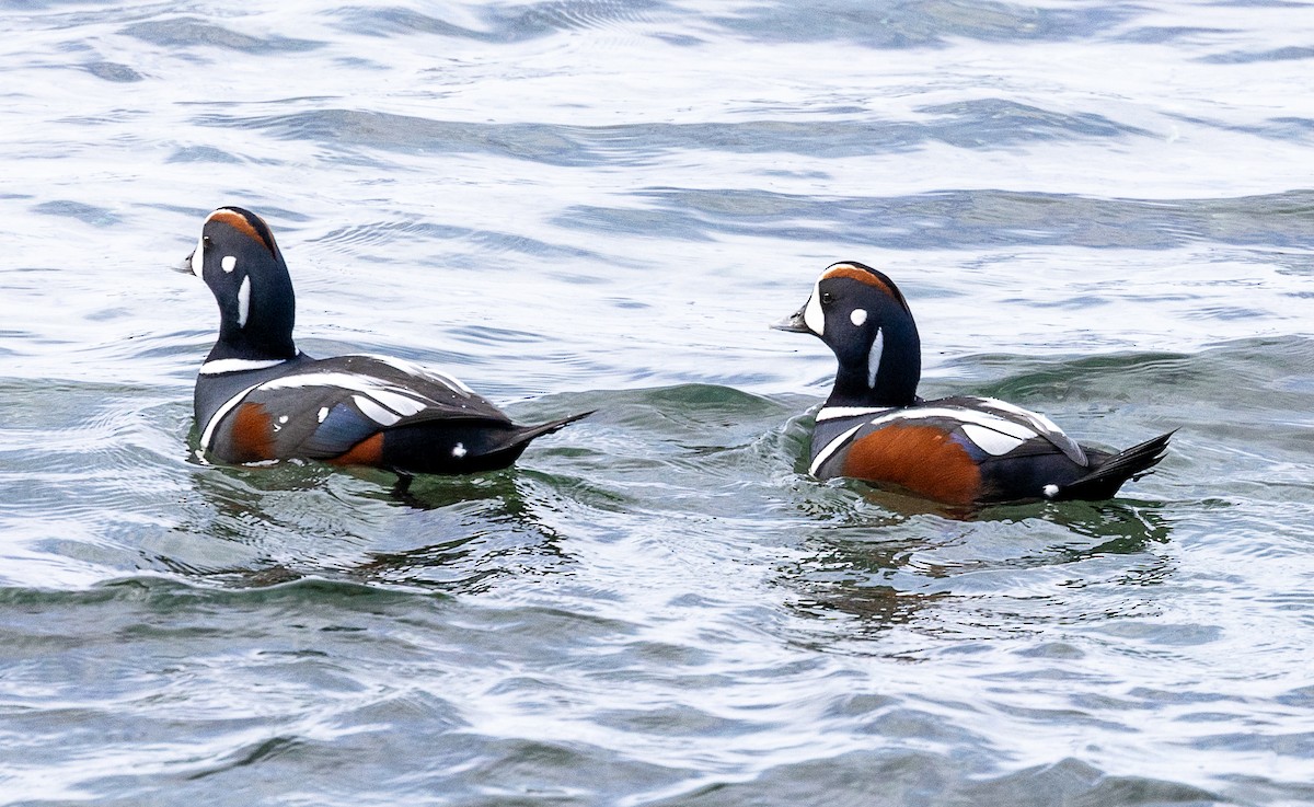 Harlequin Duck - ML643736072