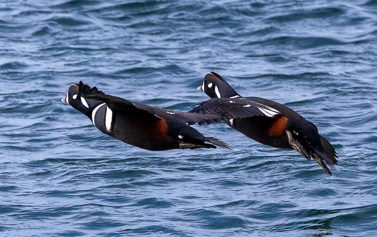 Harlequin Duck - ML643736073