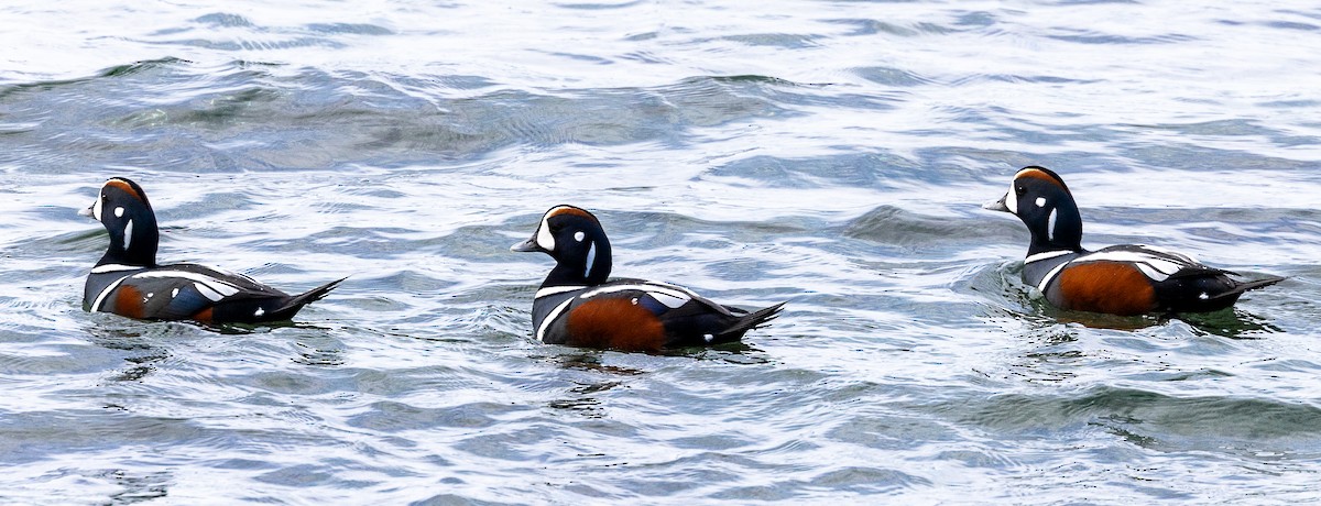 Harlequin Duck - ML643736074