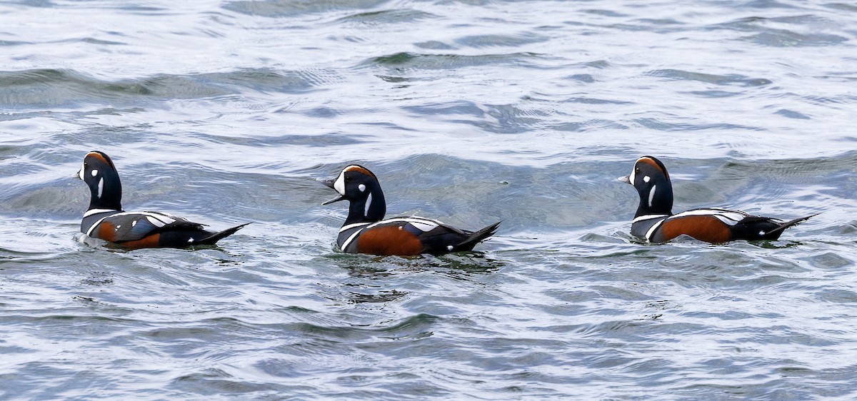 Harlequin Duck - ML643736075