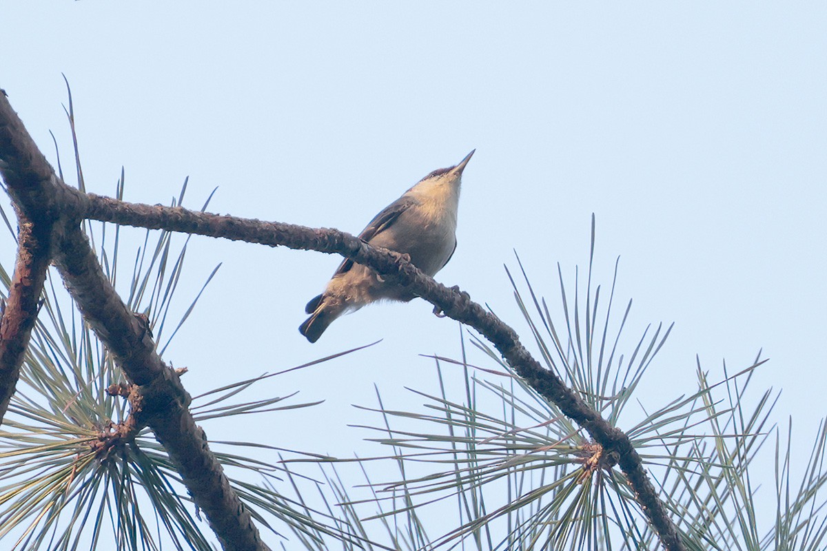 Brown-headed Nuthatch - ML643736101