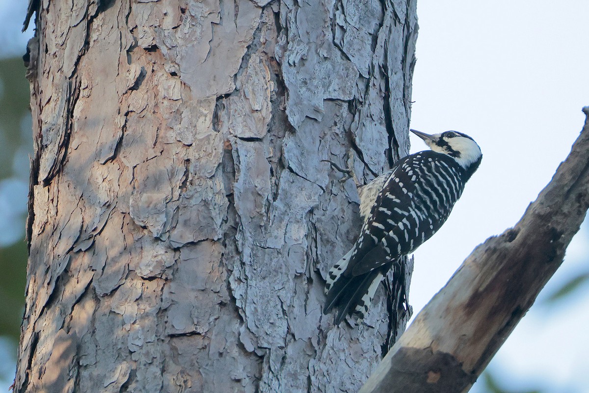 Red-cockaded Woodpecker - ML643736117