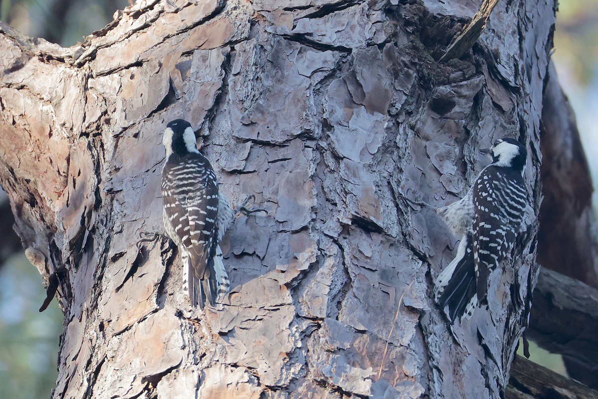 Red-cockaded Woodpecker - ML643736118