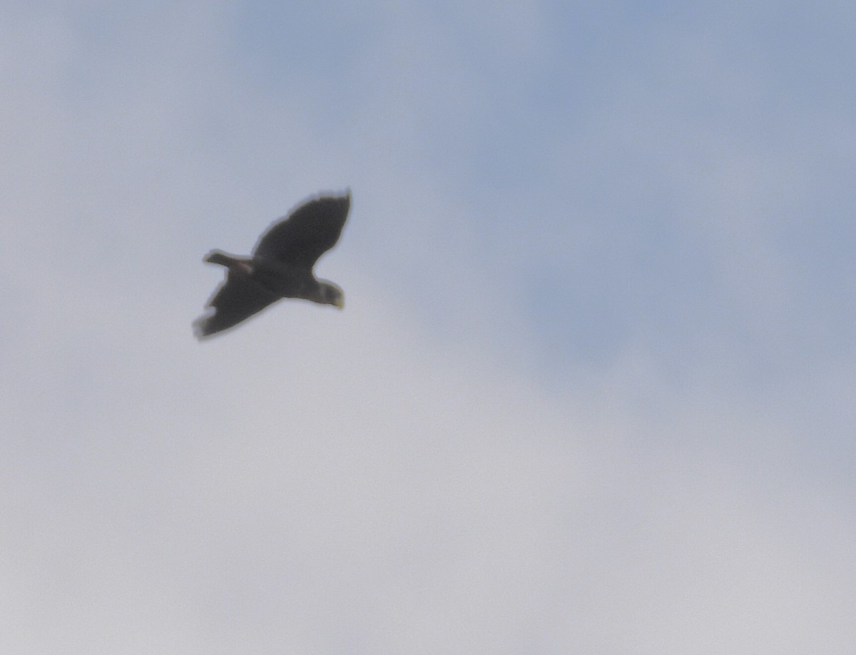 Bronze-winged Parrot - ML643736129
