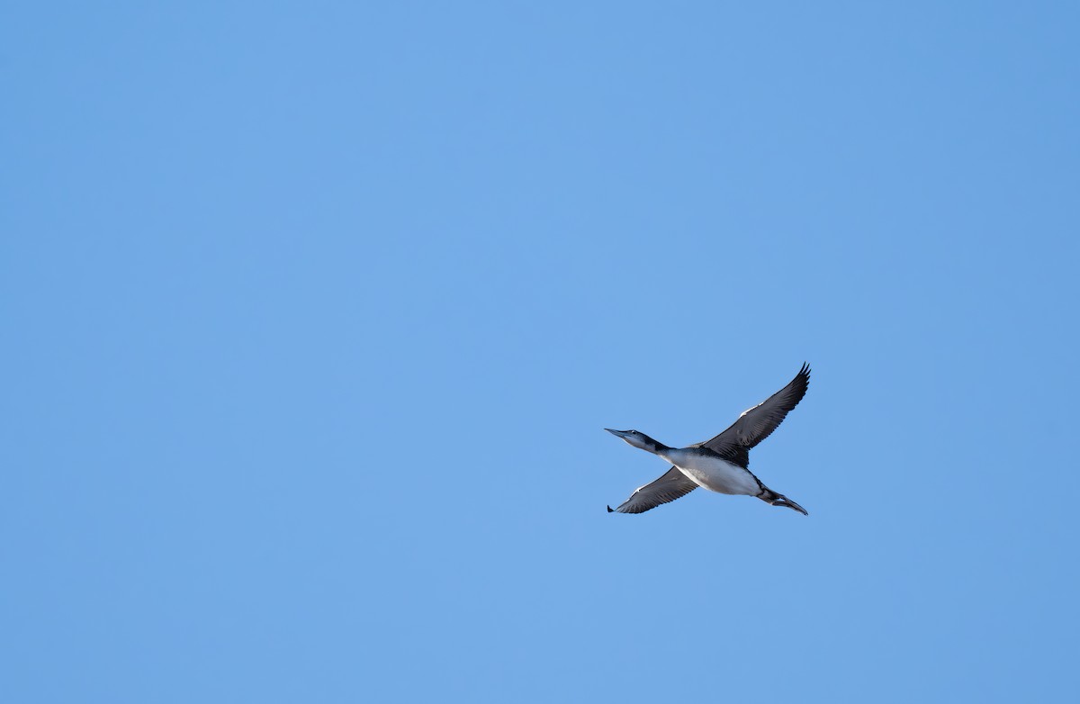 Common Loon - ML643736135