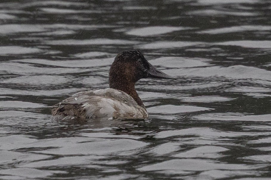 Canvasback - ML643736147