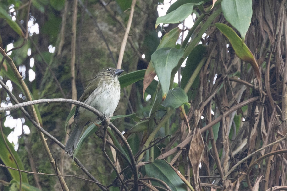 Streaked Saltator - ML643736158