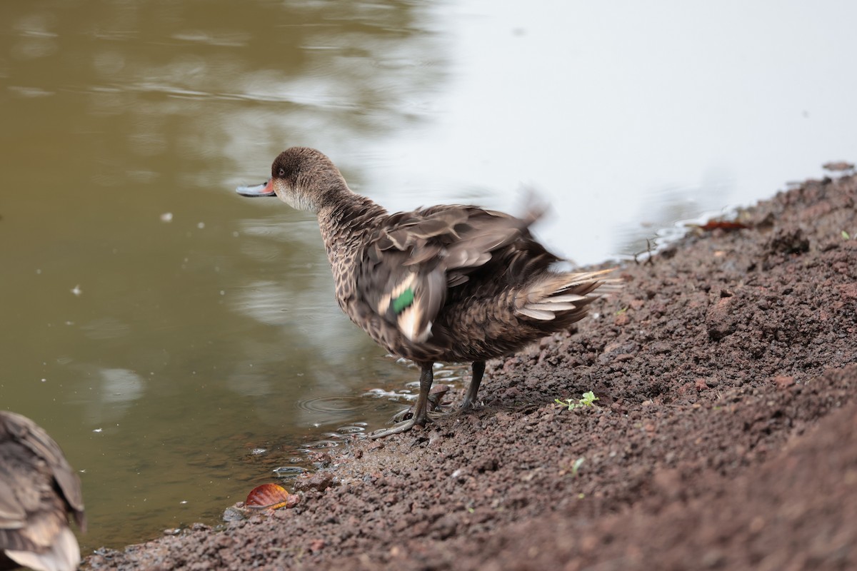 White-cheeked Pintail - ML643736160