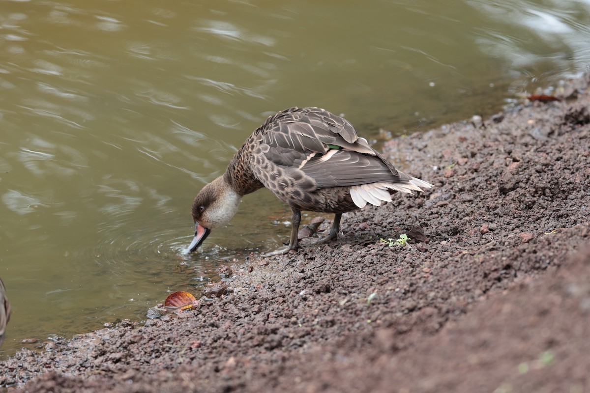 White-cheeked Pintail - ML643736161