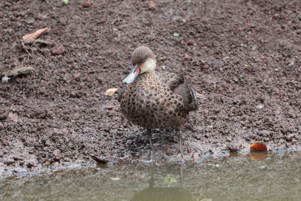 White-cheeked Pintail - ML643736162