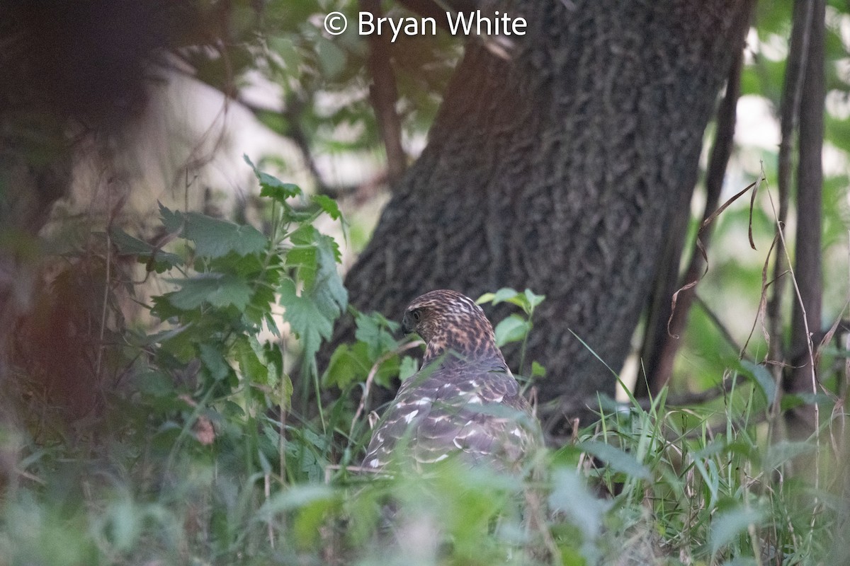 Cooper's Hawk - ML643736165