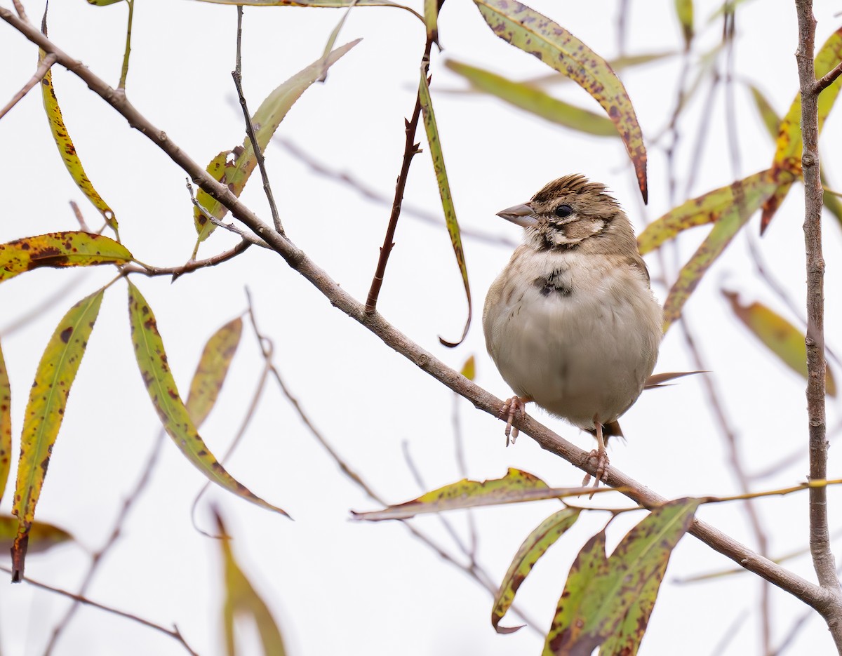 Lark Sparrow - ML643736168