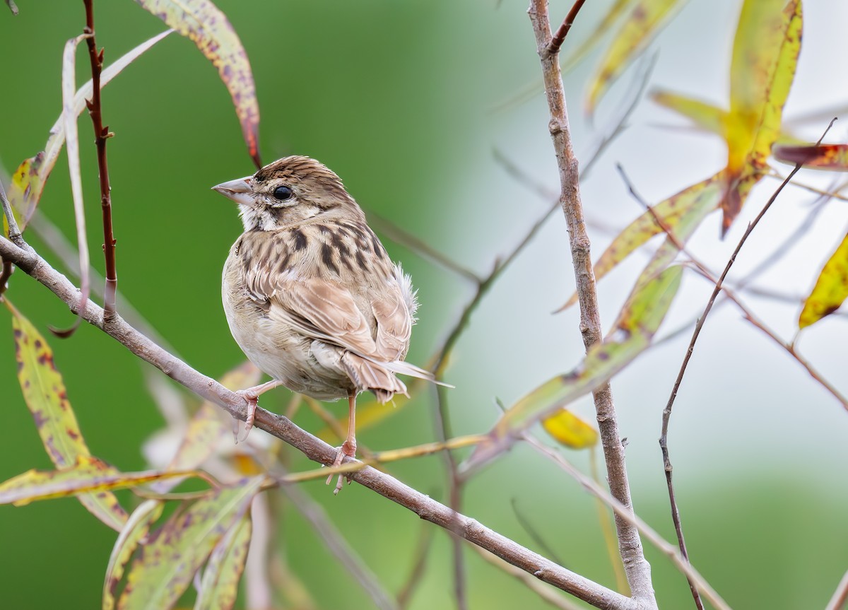 Lark Sparrow - ML643736169
