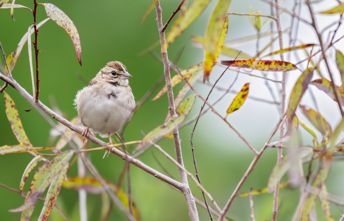 Lark Sparrow - ML643736170