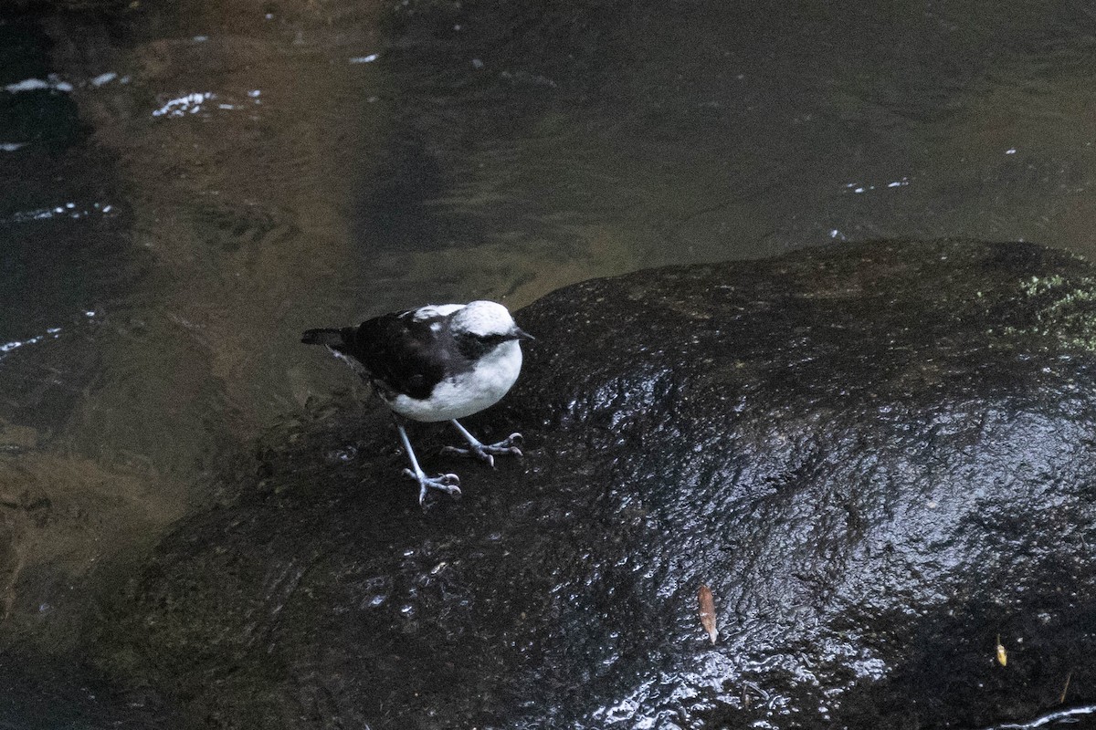 White-capped Dipper - ML643736174