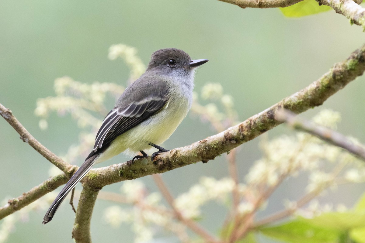 Pale-edged Flycatcher - ML643736179