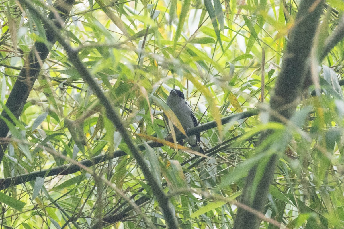 White-winged Becard - ML643736194