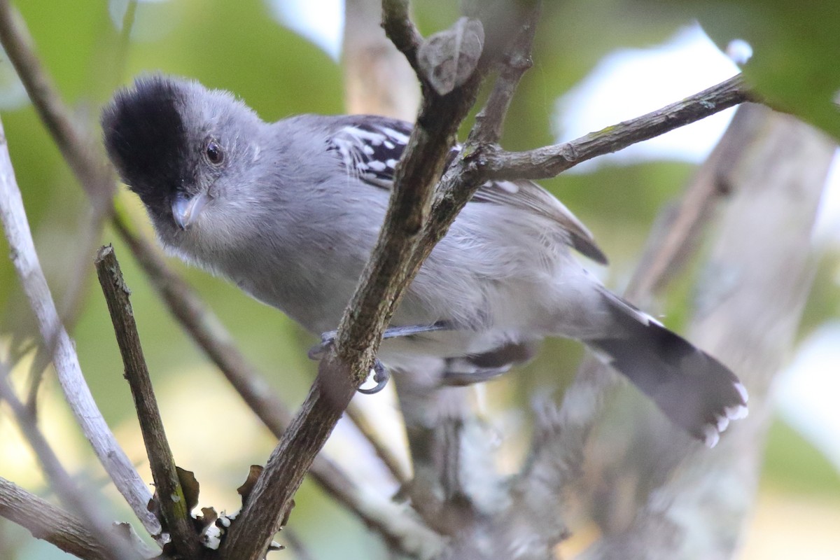 Batara de Pelzeln - ML643736196