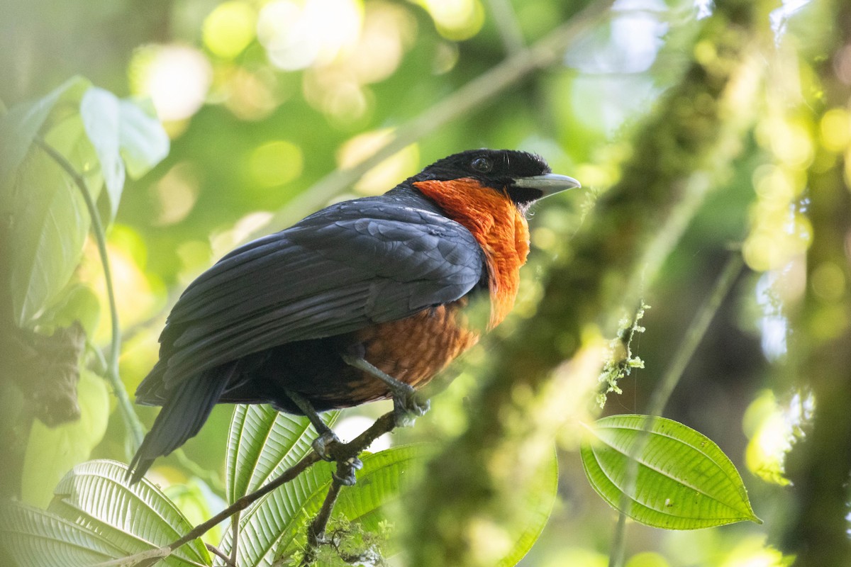 Red-ruffed Fruitcrow - ML643736197