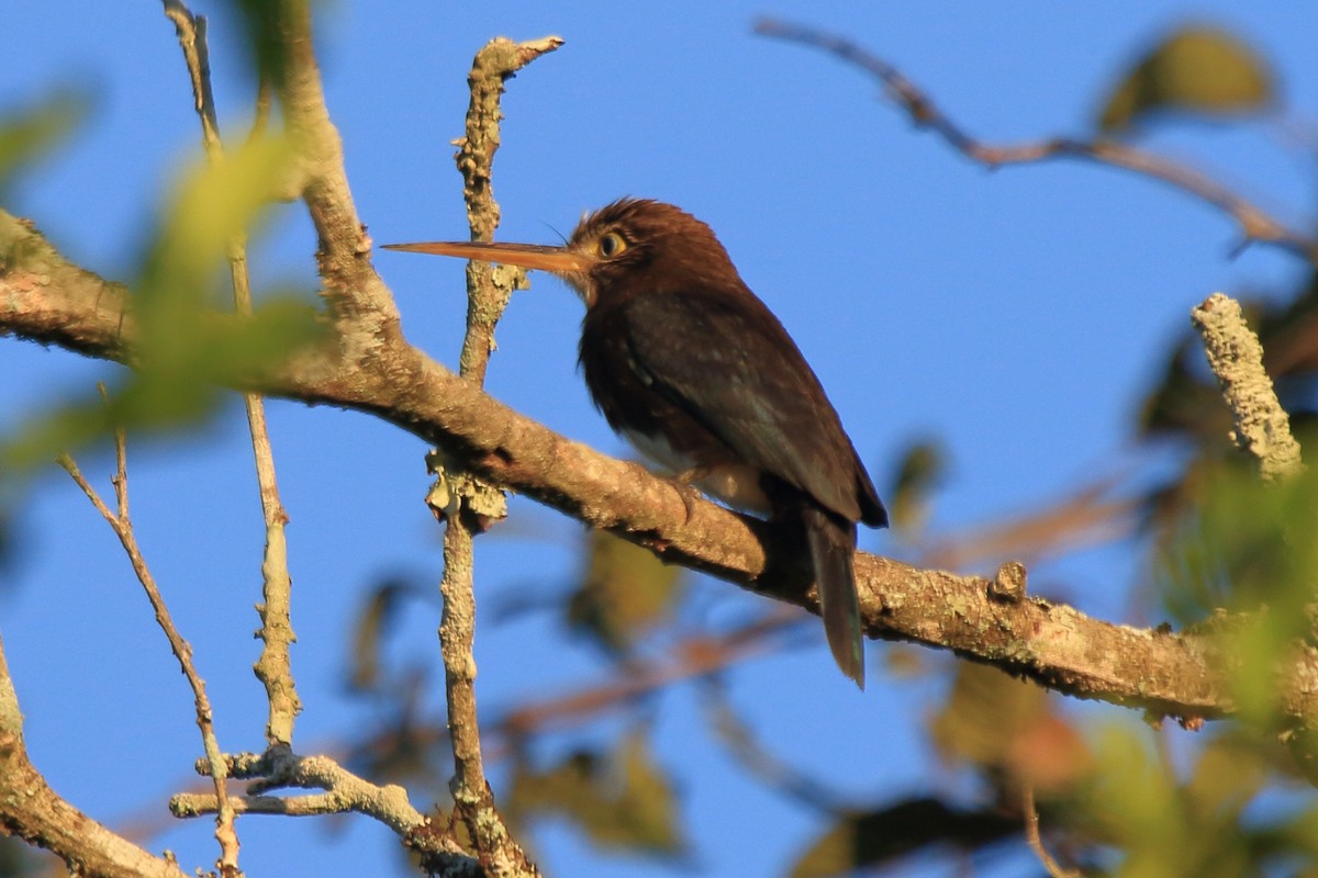 Brown Jacamar - ML643736199