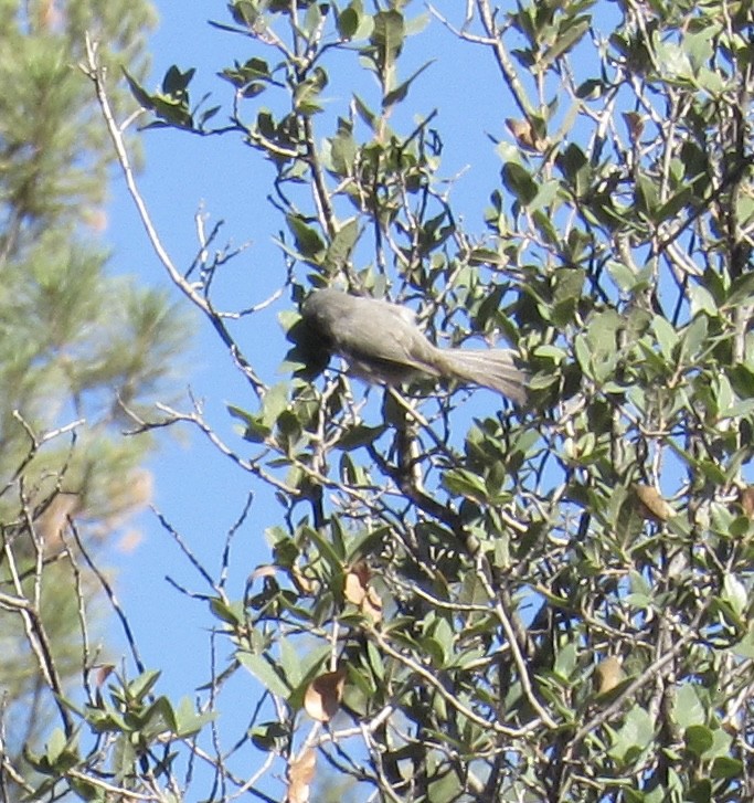 Bushtit - ML643736205
