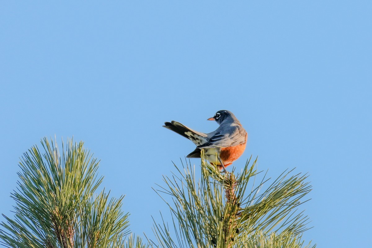 American Robin - ML643736215