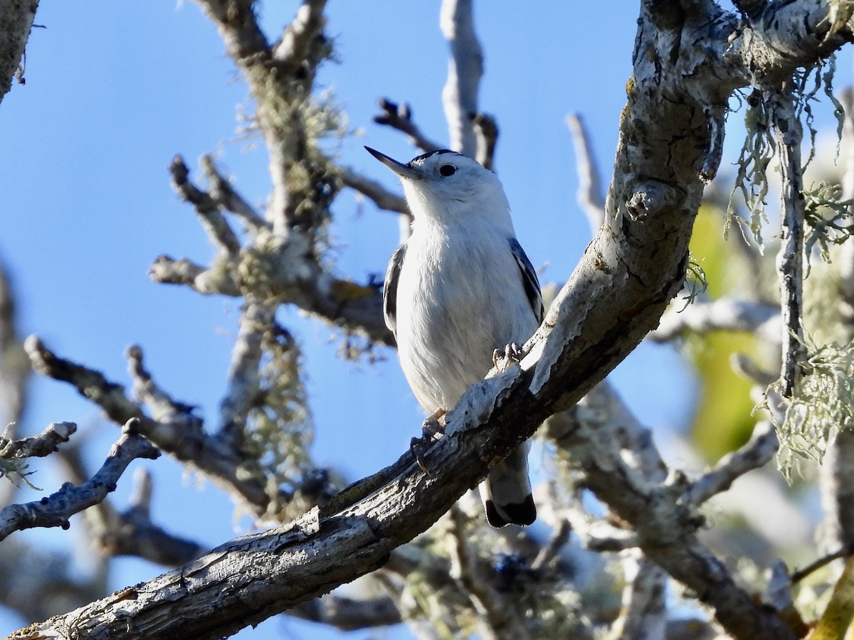 White-breasted Nuthatch - ML643736216