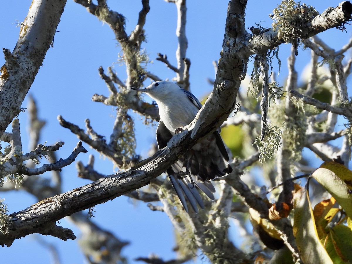 White-breasted Nuthatch - ML643736218
