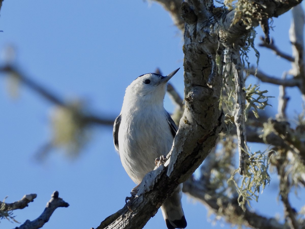 White-breasted Nuthatch - ML643736219