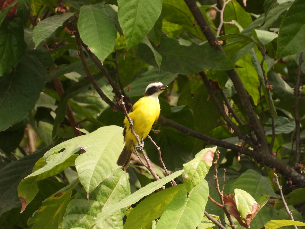 Rusty-margined Flycatcher - ML643736229