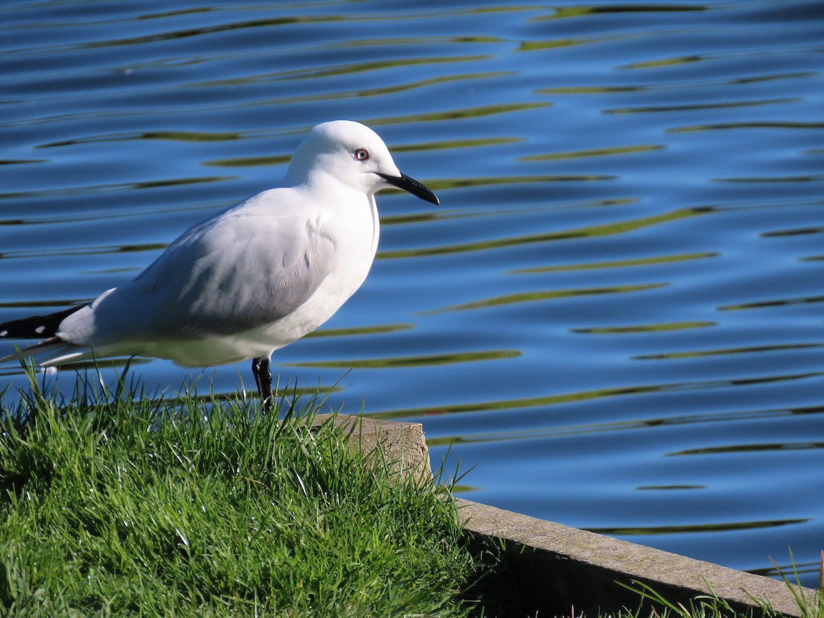 Маорийская чайка - ML643736237
