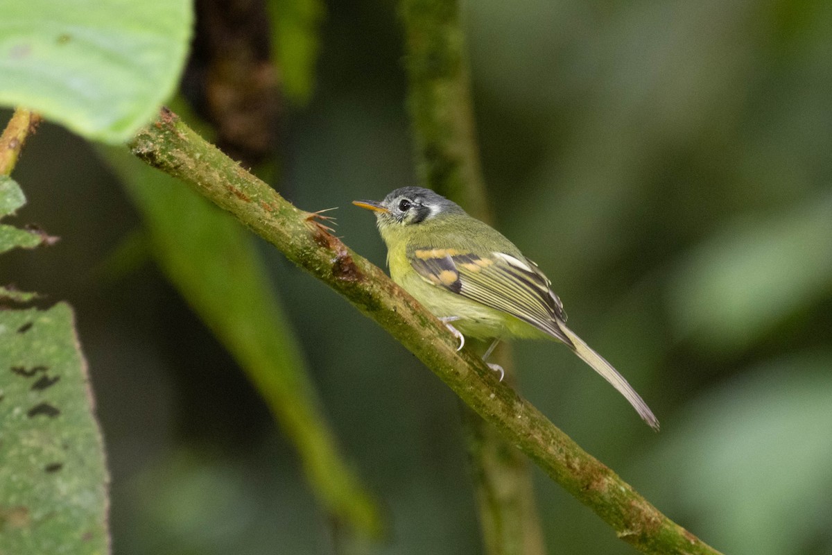 Variegated Bristle-Tyrant - ML643736239