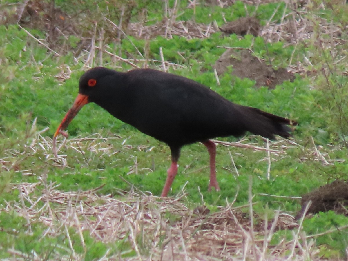 Huîtrier variable - ML643736274