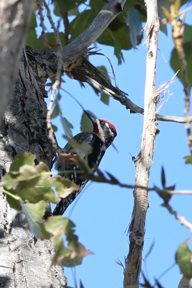 Red-naped Sapsucker - ML643736282