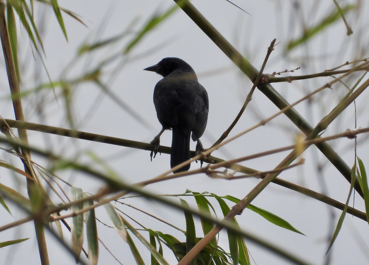 Scrub Blackbird - ML643736285