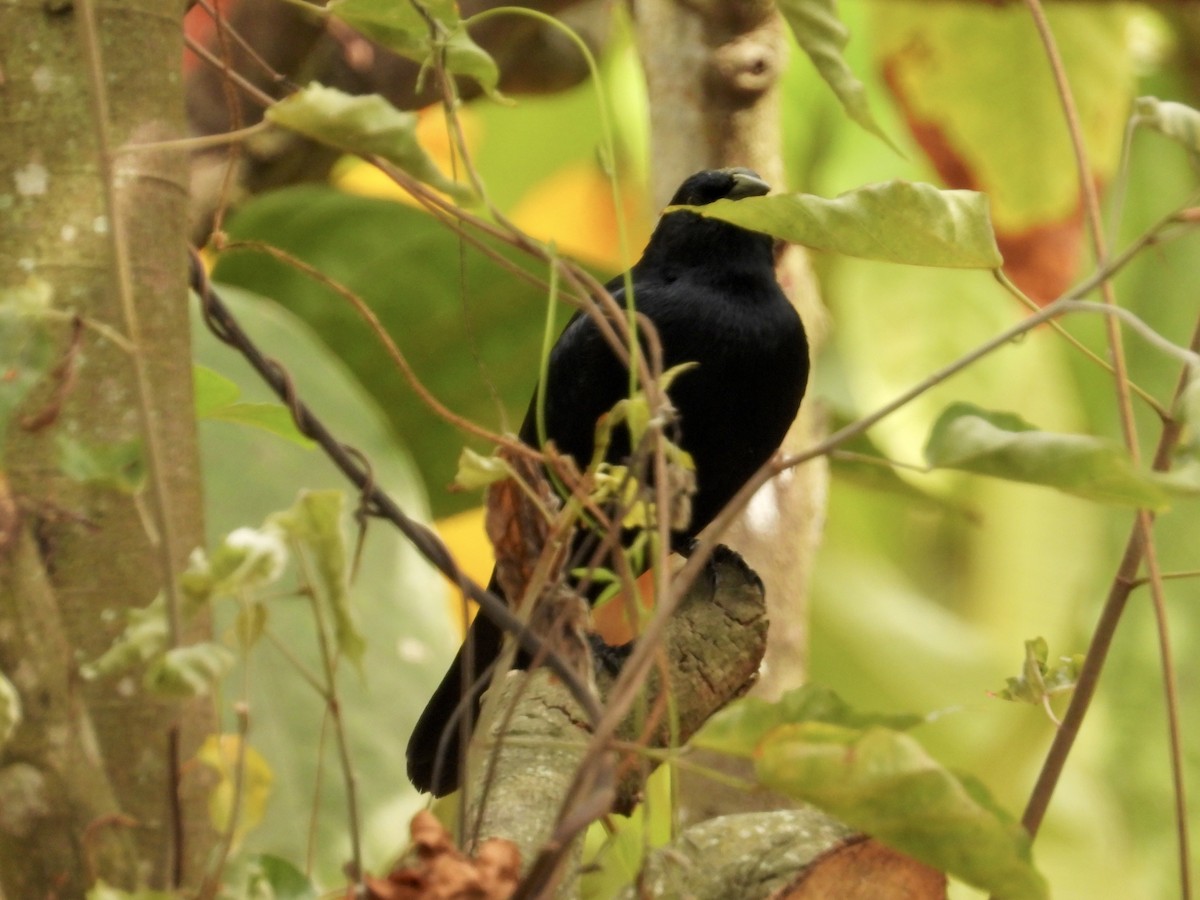 Scrub Blackbird - ML643736287