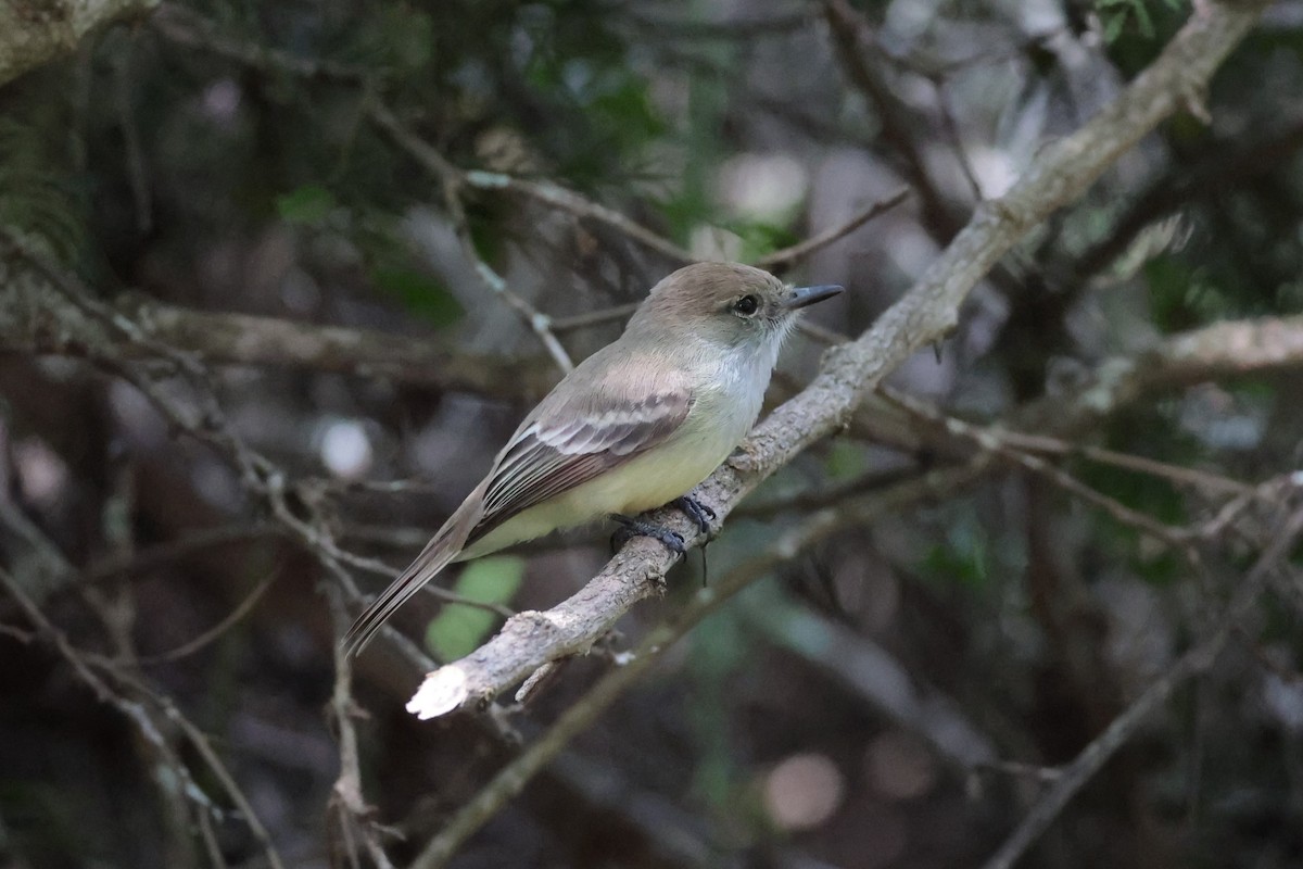 Galapagos Flycatcher - ML643736292