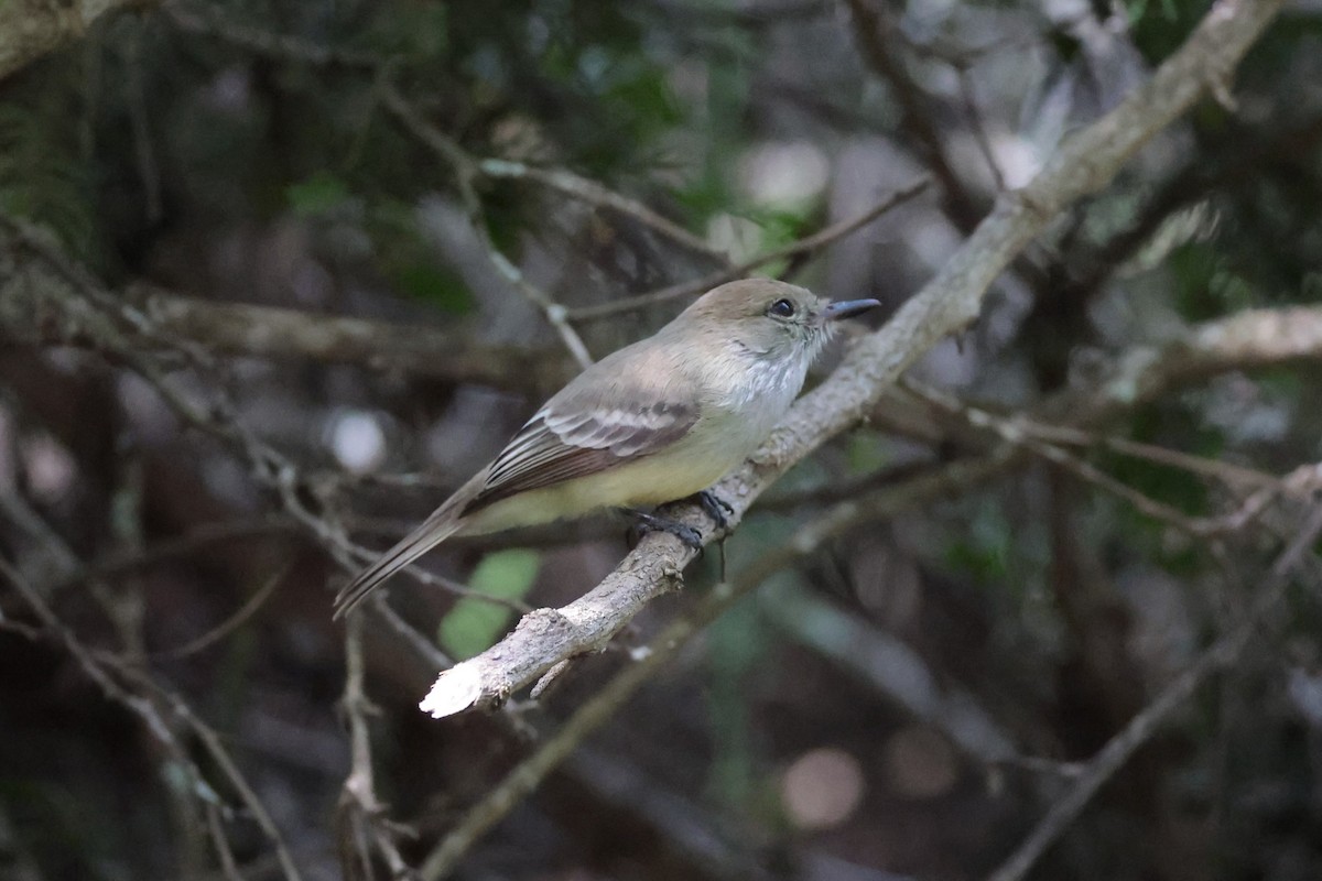Galapagos Flycatcher - ML643736293