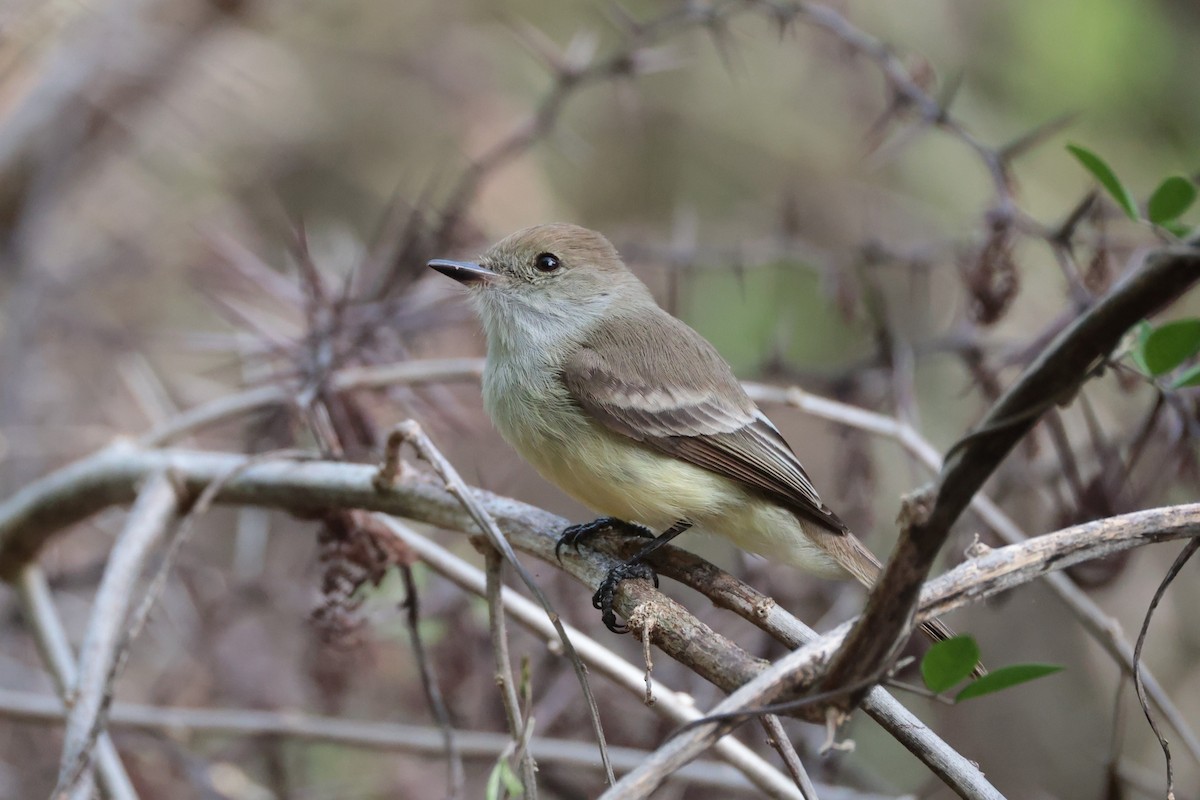 Galapagos Flycatcher - ML643736294