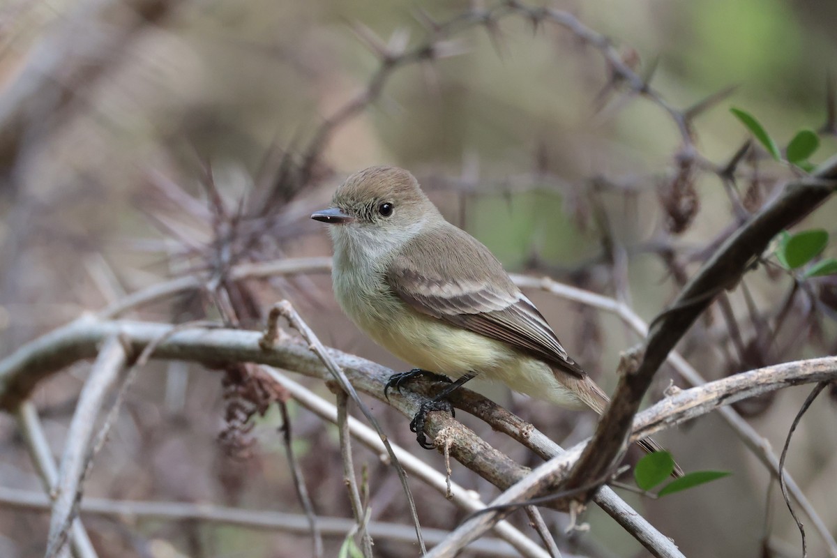 Galapagos Flycatcher - ML643736295