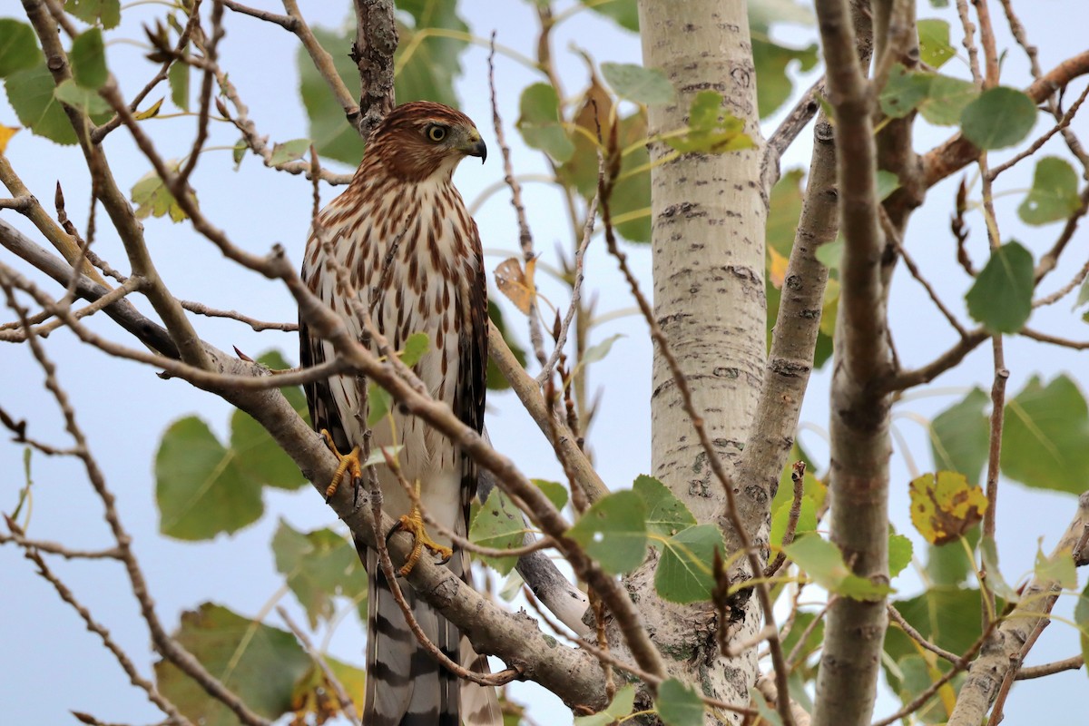 Cooper's Hawk - ML643736307