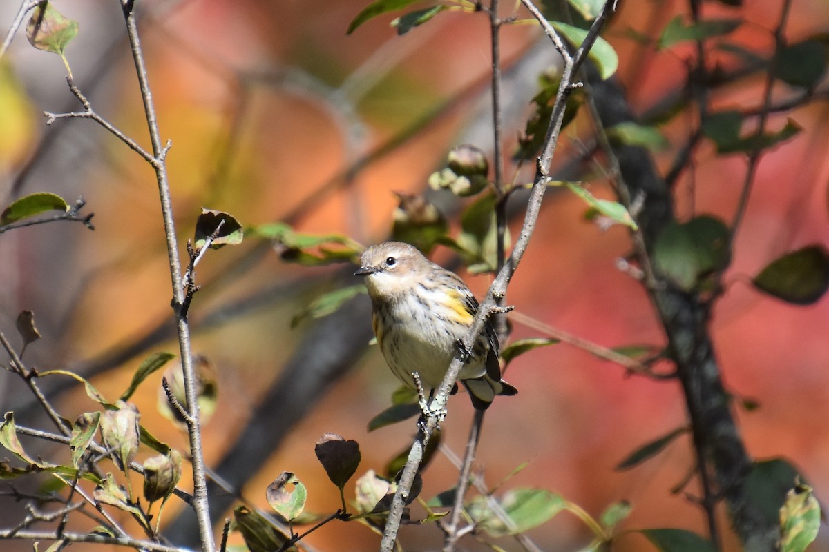 Yellow-rumped Warbler (Myrtle) - ML643736313