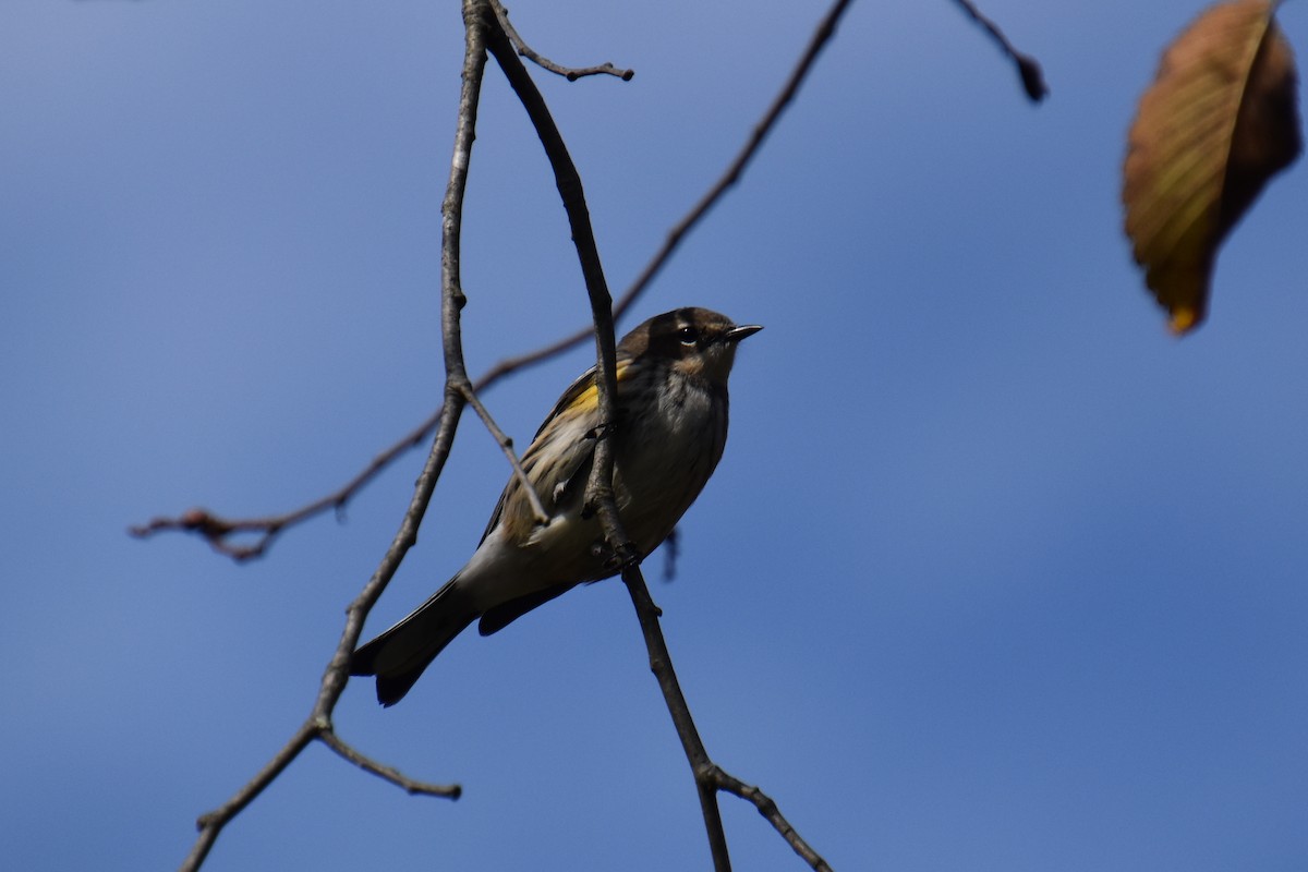 Yellow-rumped Warbler (Myrtle) - ML643736314